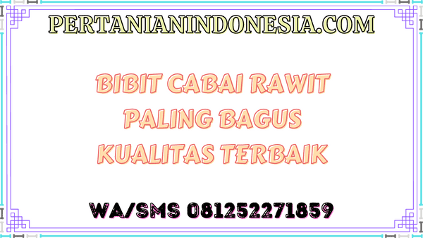 Bibit Cabai Rawit Paling Bagus Kualitas Terbaik